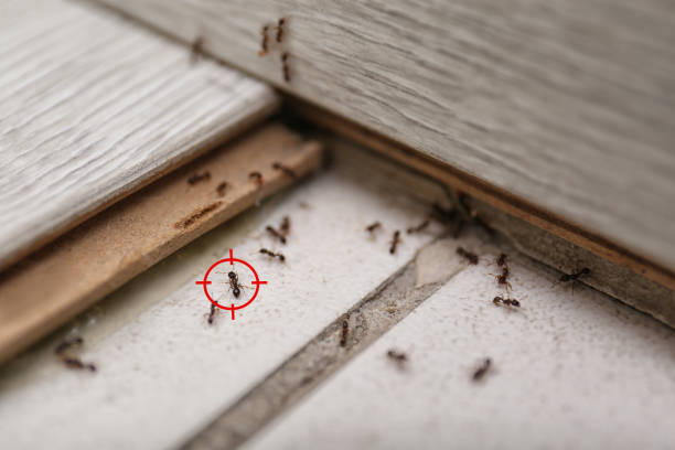 Best Spider Control Near Me  in Hapeville, GA