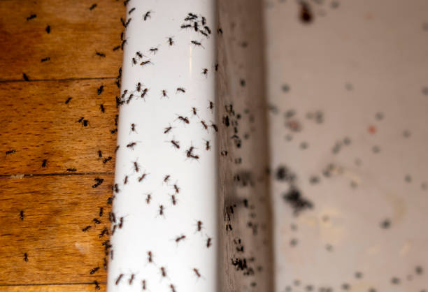 Best Pest Prevention Services  in Hapeville, GA