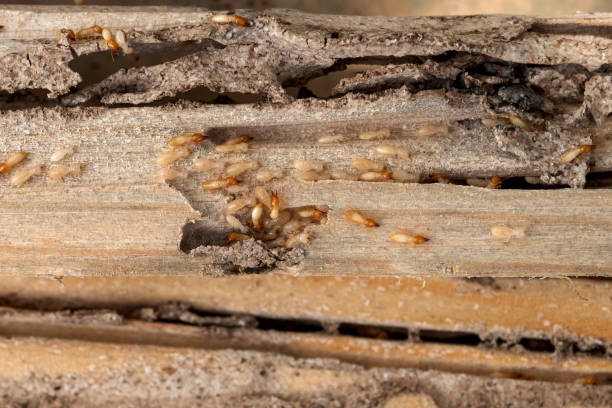 Best Bed Bug Extermination  in Hapeville, GA