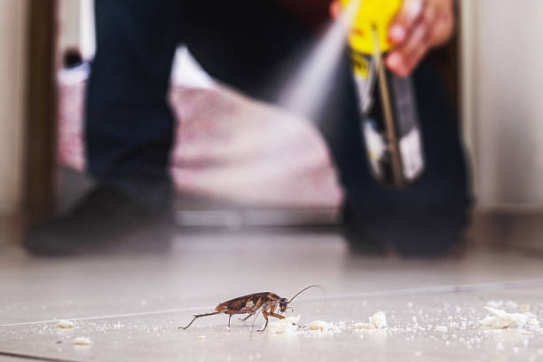 Best Local Pest Control Services  in Hapeville, GA